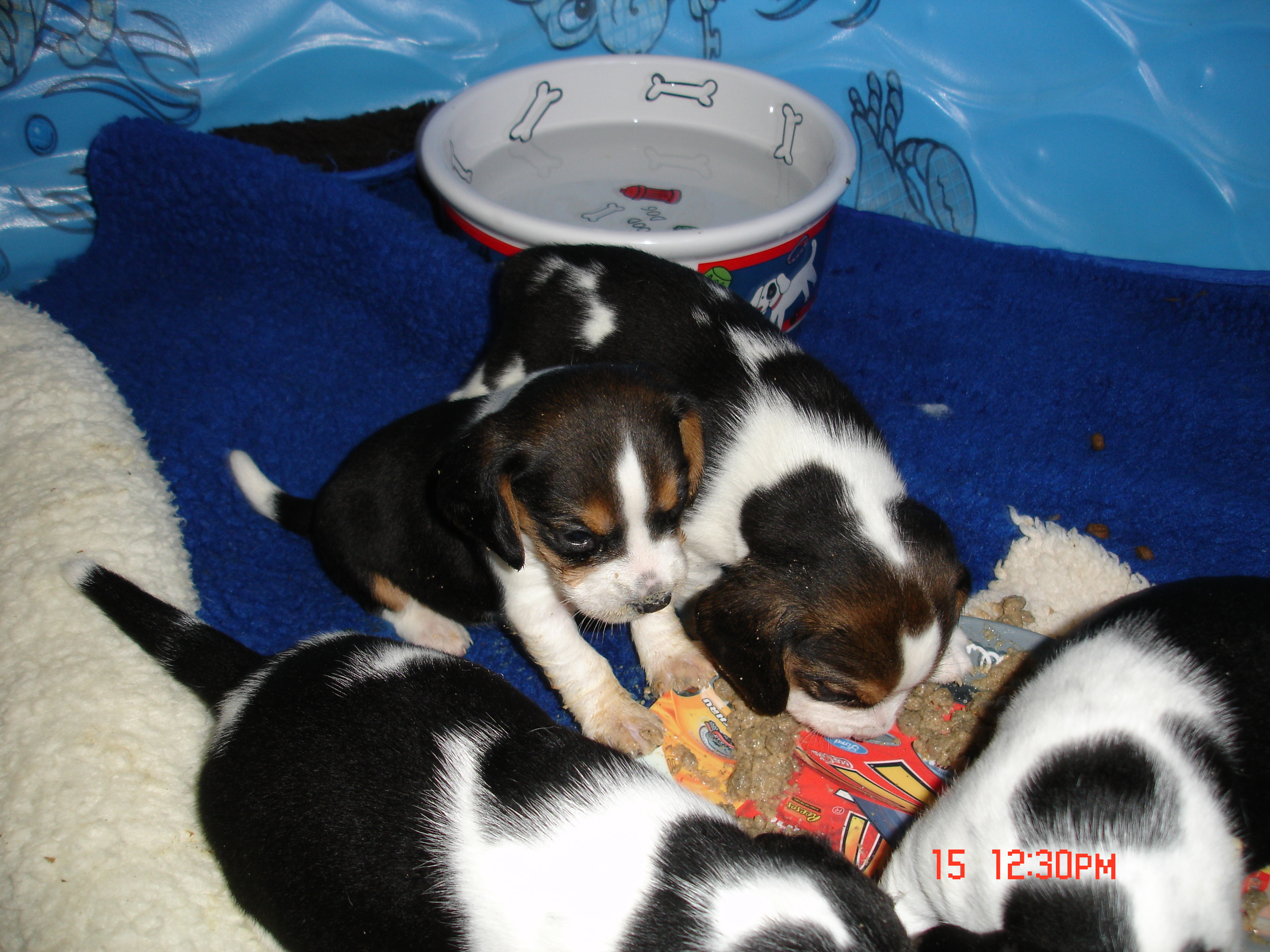 pup3.jpg
