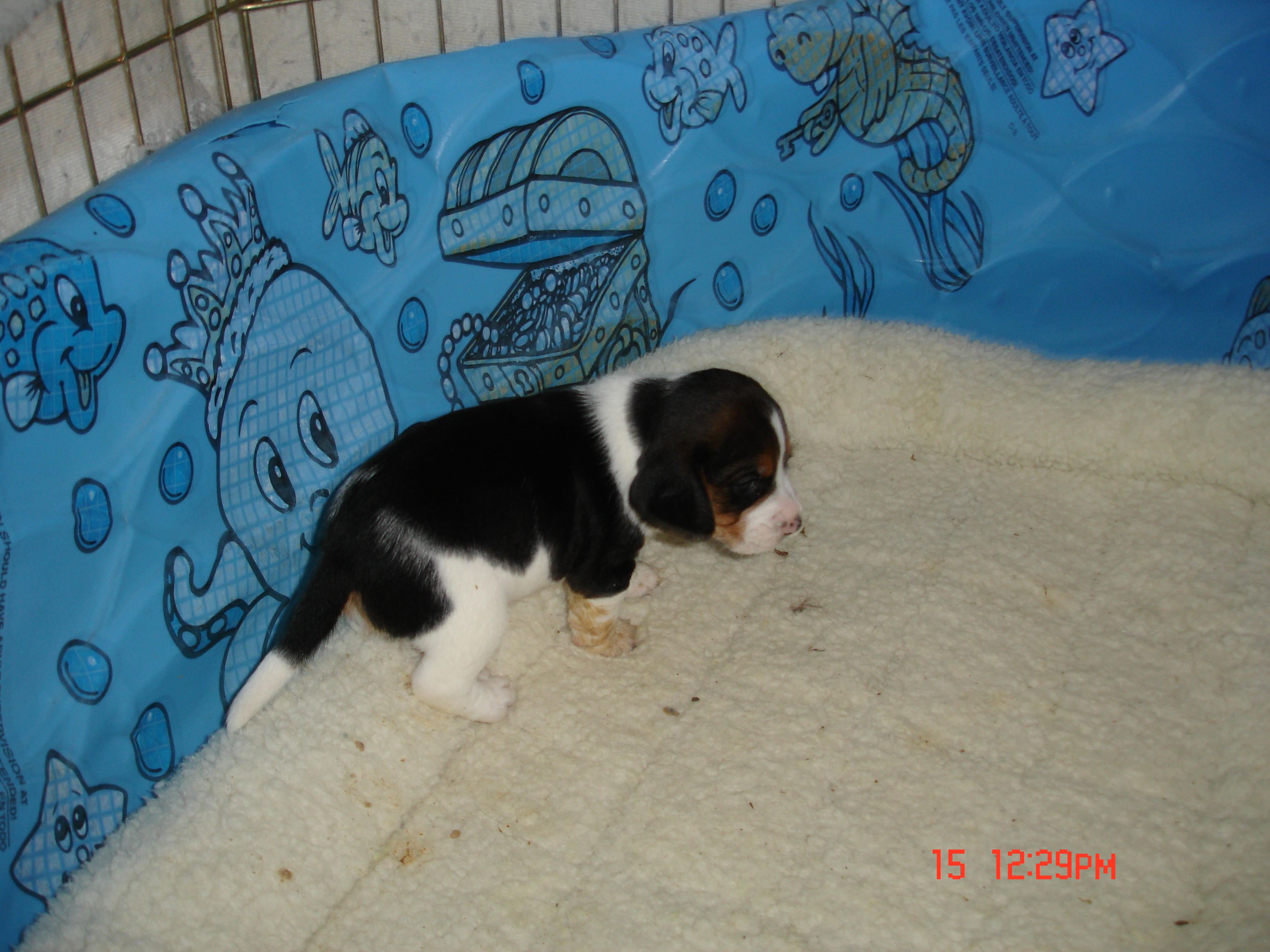 pup5.jpg