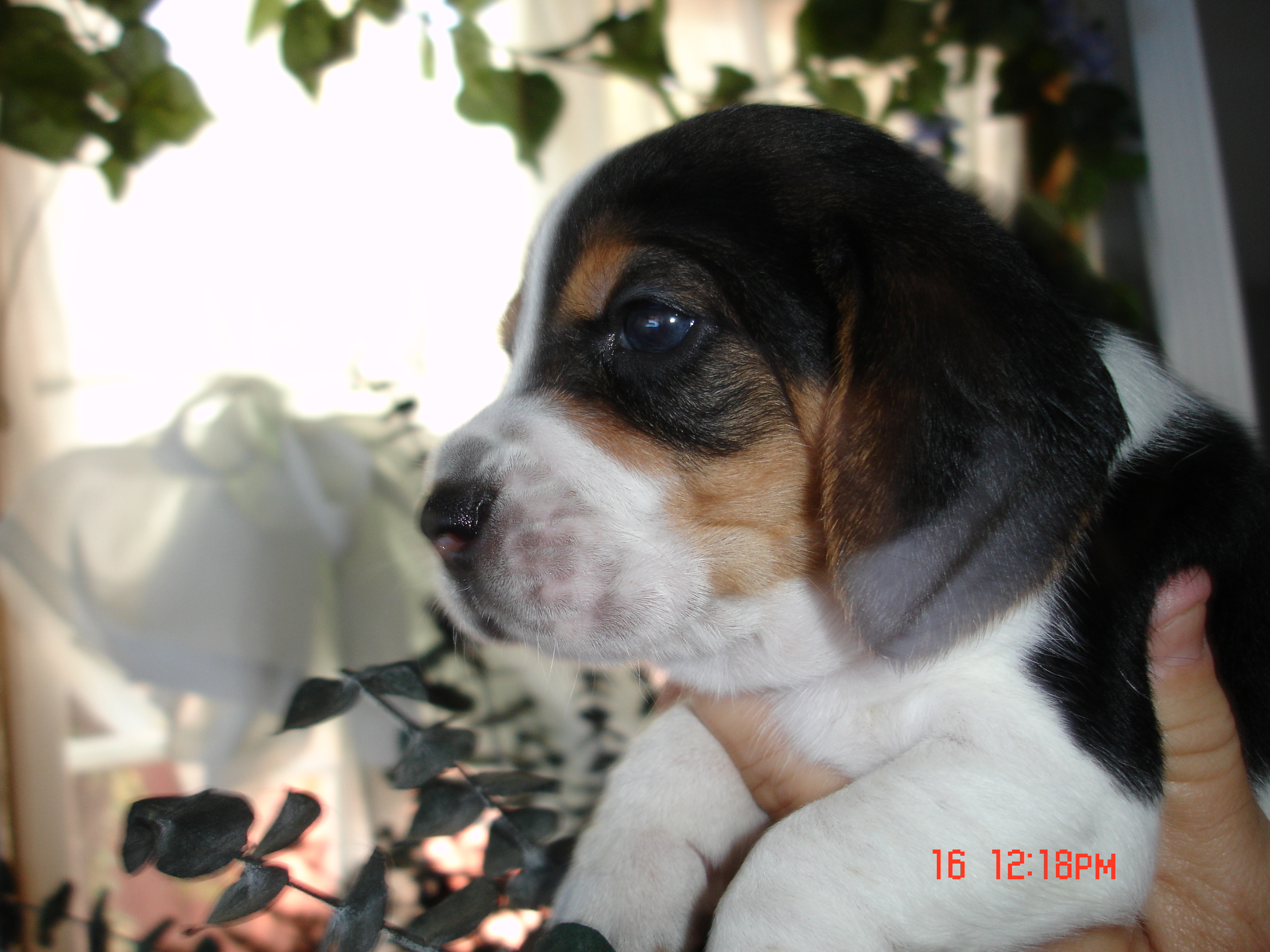 pup7.jpg