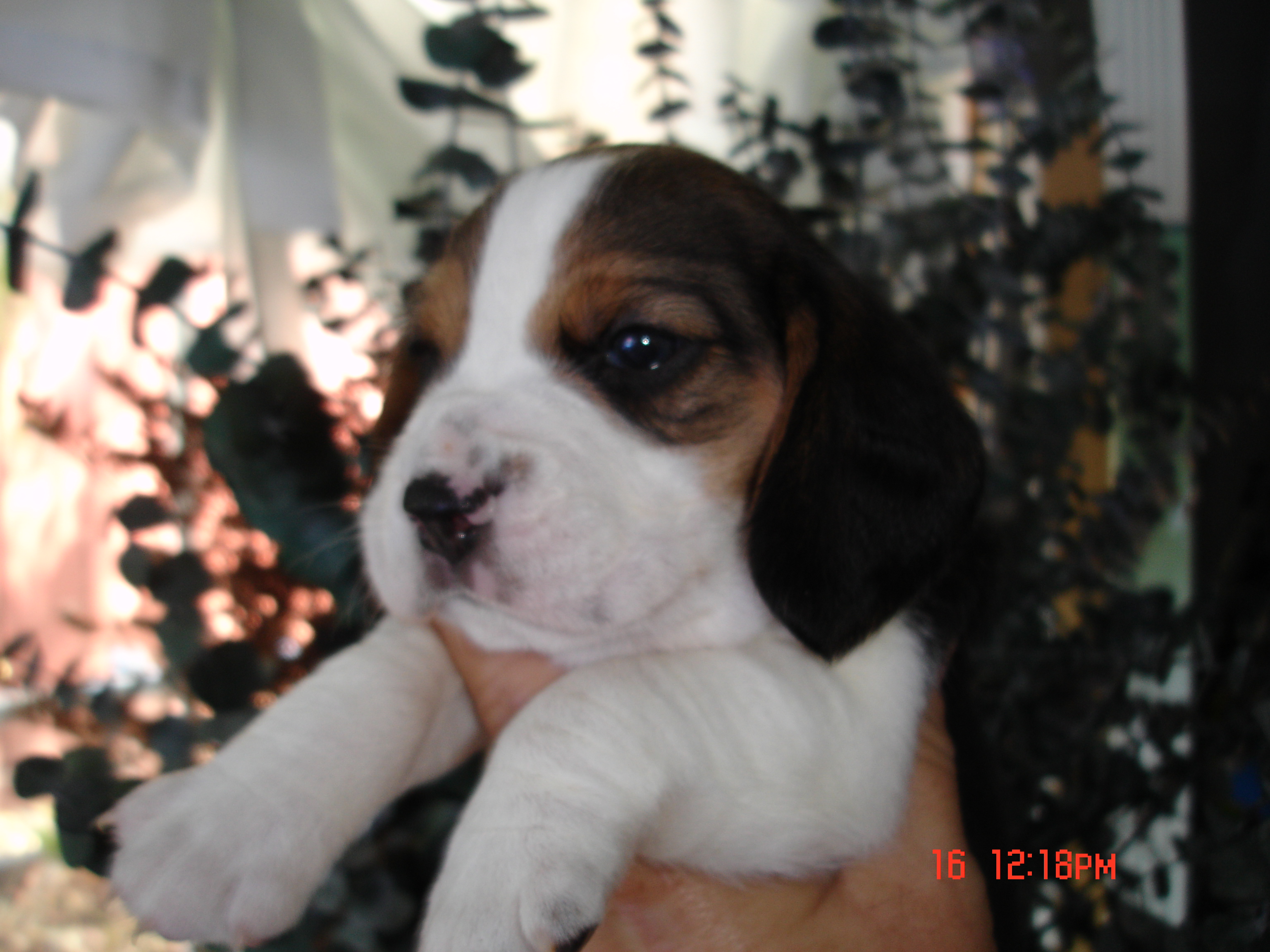 pup8.jpg