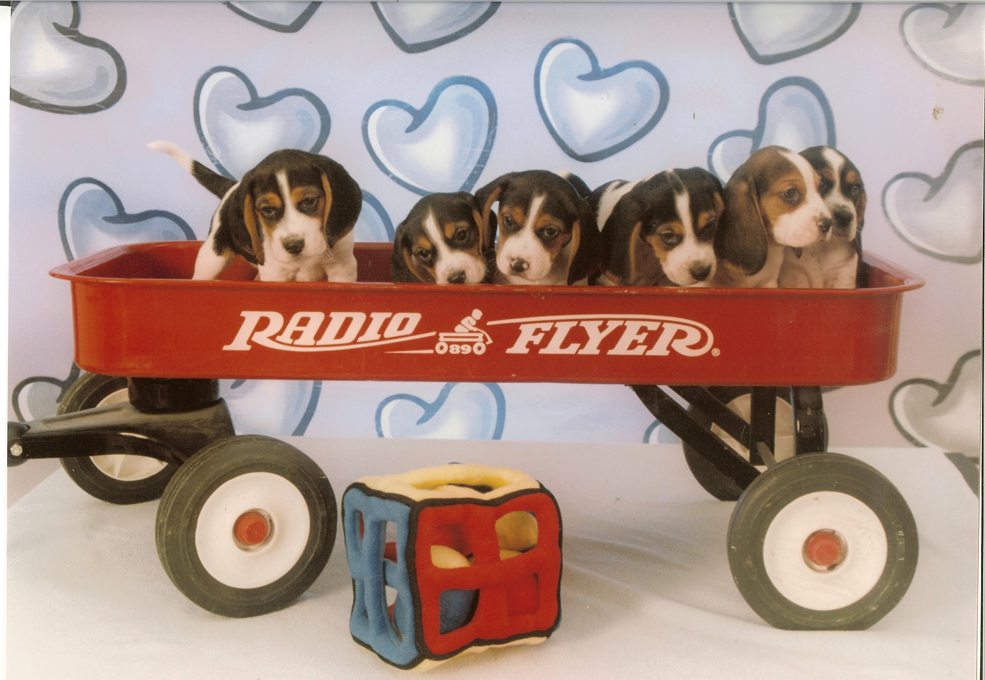 puppies005.jpg