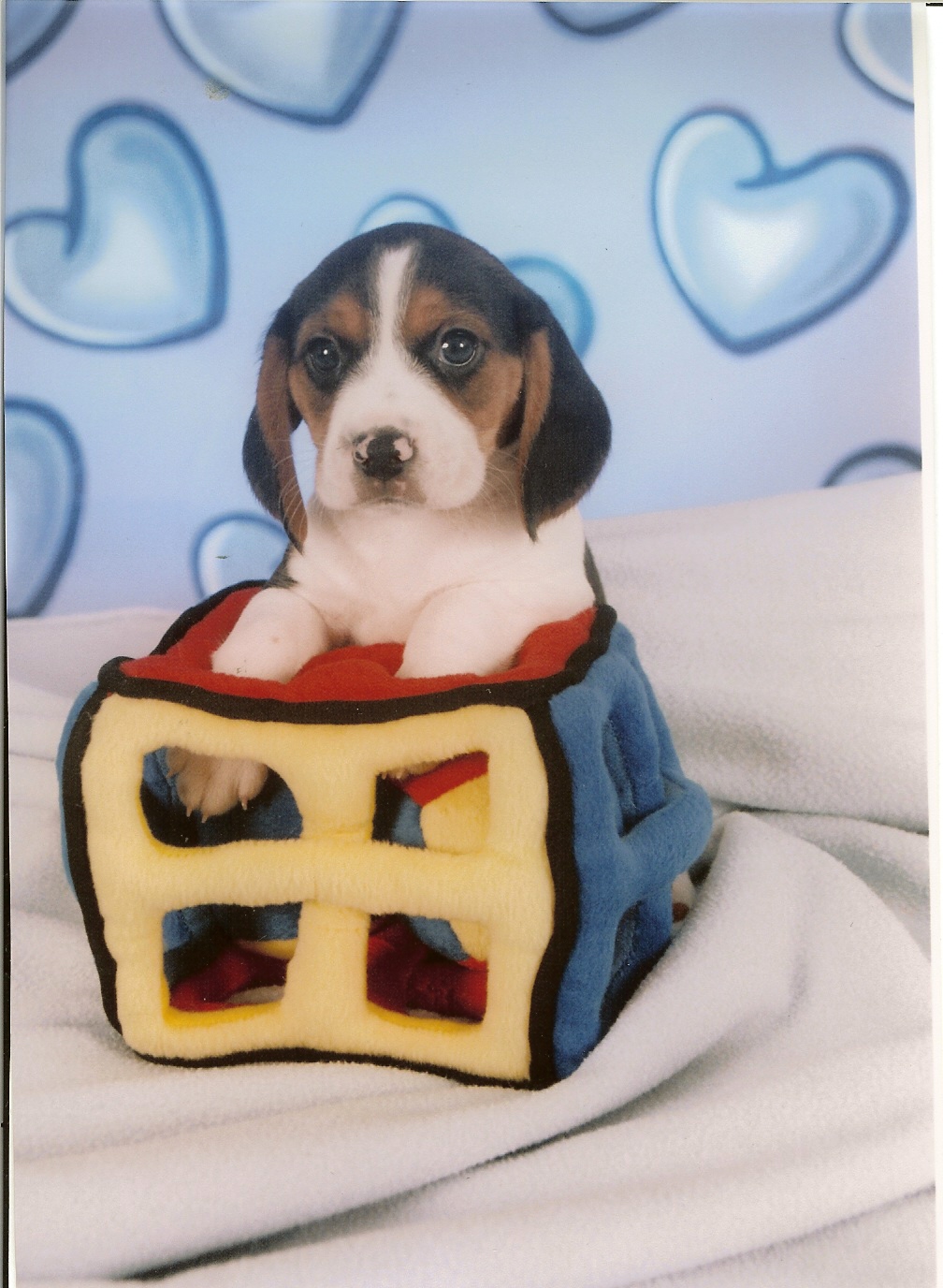 puppies006.jpg