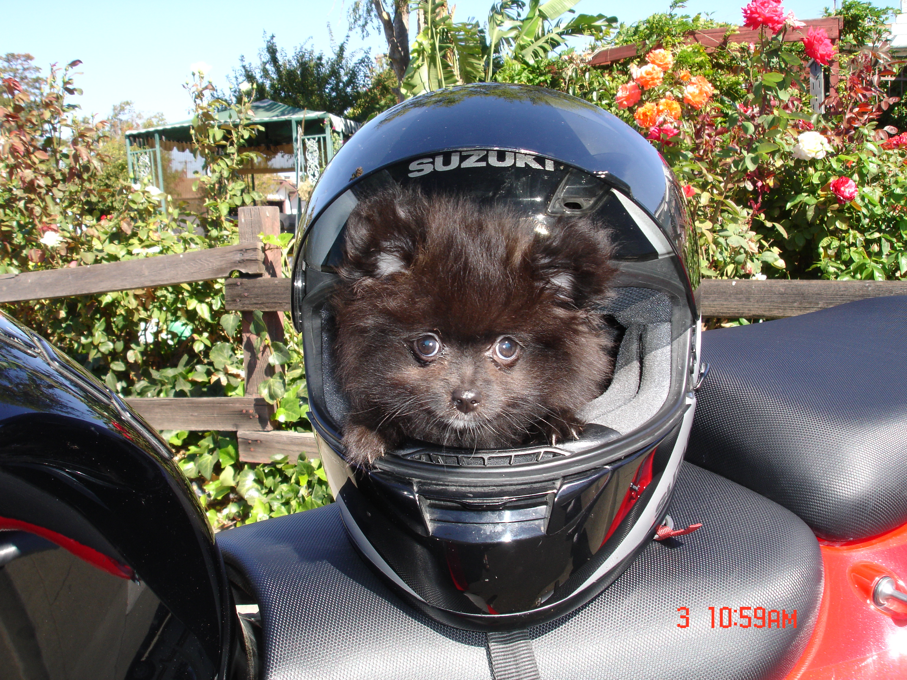 puppies012.jpg
