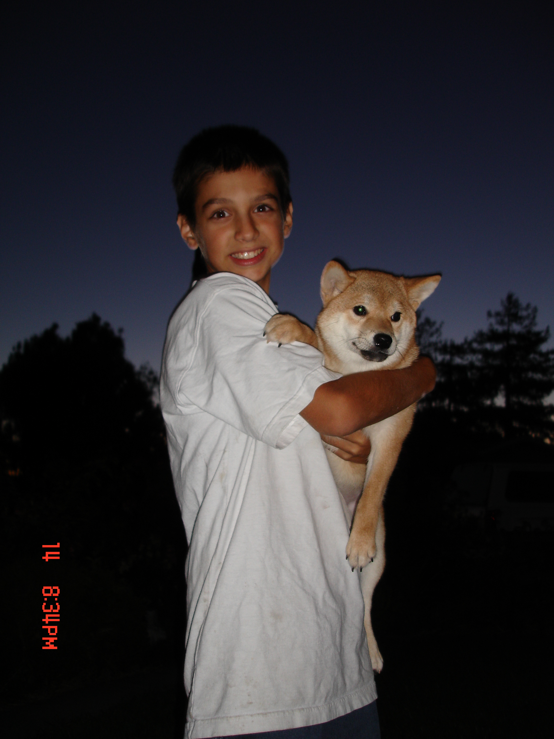shibainu.jpg