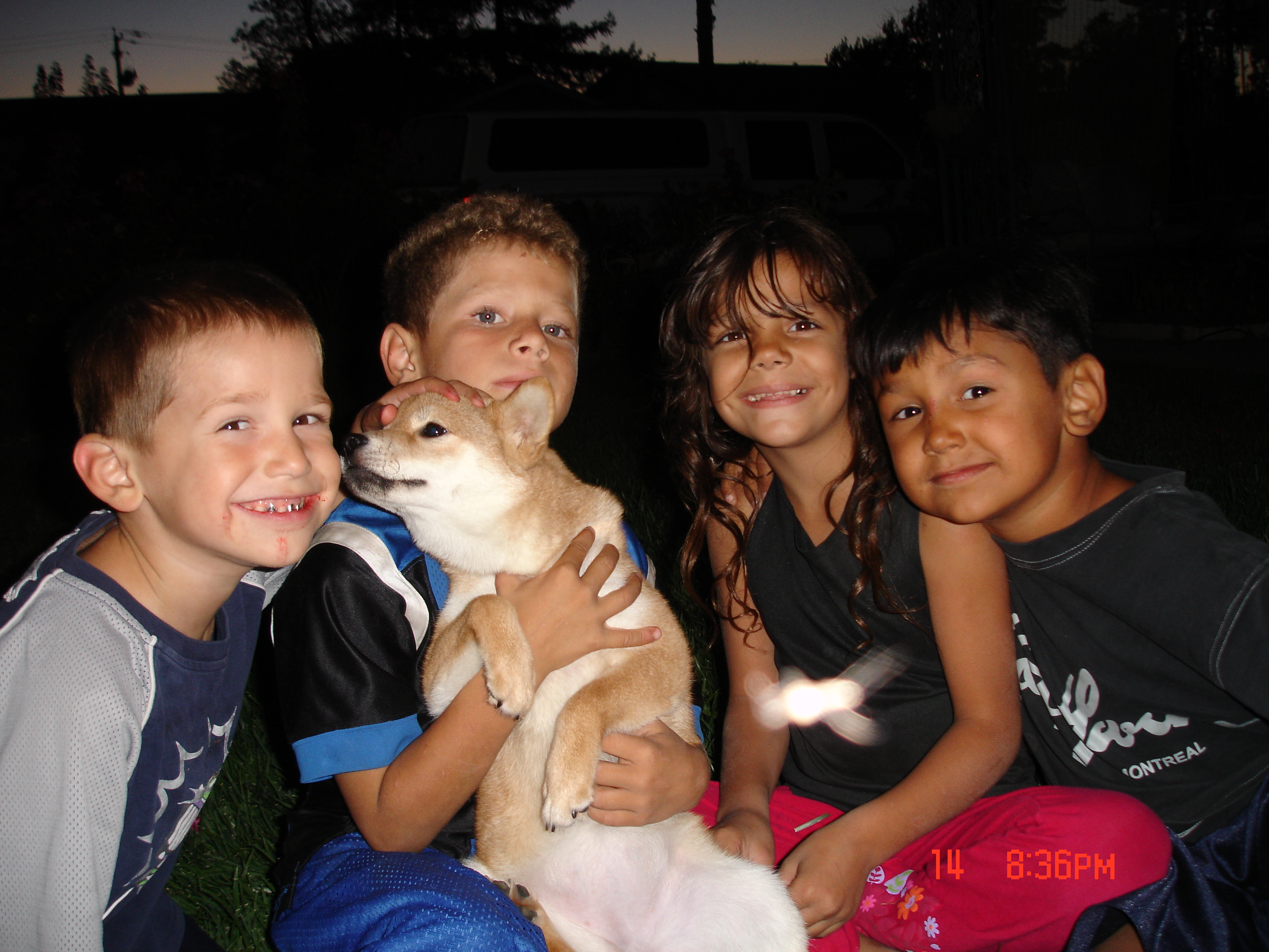 shibainuf.jpg